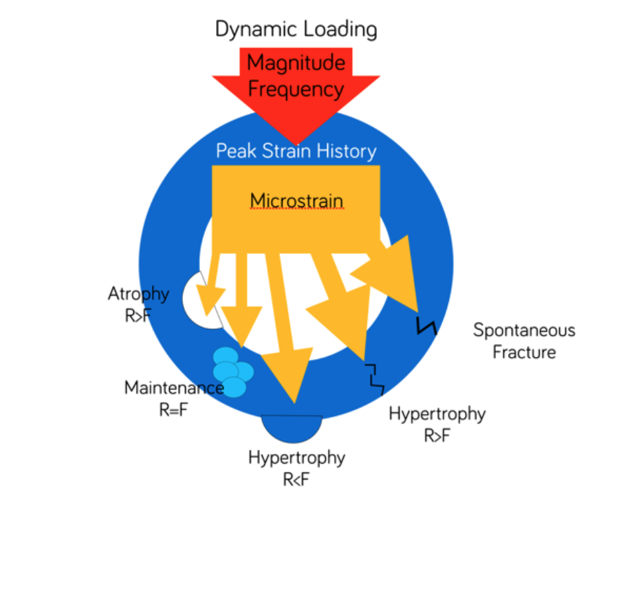 Mechanostat Theory (Frost 1996).png